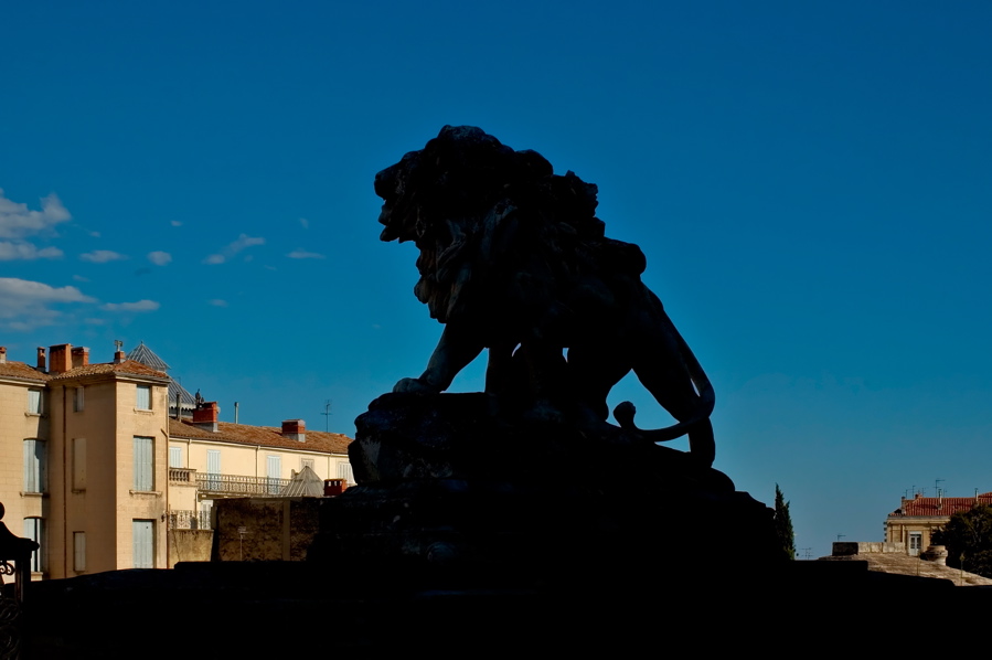 Lune de Miel - Montpellier Lion